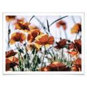 Póster Amapolas en el campo