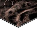 Geborsteld Alu-Dibond met goud-, zilver- & kopereffect - Luipaard met intense blik - MaronPhotography