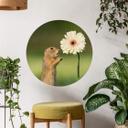 Muursticker rond Dick van Duijn - Eekhoorn met Gerbera