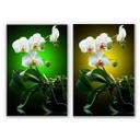 Tableau Forex - Beauté florale d'une orchidée