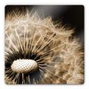 Tableau en verre - Dandelion
