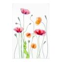 Póster de tela de flores - Amapolas de colores - Disher
