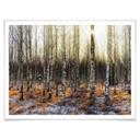 Póster Olsen - Sol en el bosque de abedules