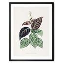 Plakat Illustration af blade - Bignonia Argyro Violascea