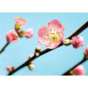 Fotobehang Vliesbehang - Peach Blossom
