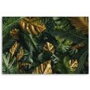Canvasbillede, Tropiske monstera blade planter