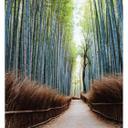 Fototapet - Colombo - Bambushule i Japan