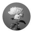 Póster 1X Estudio - Peonía blanco y negro - Redondo