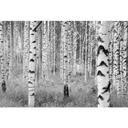 Fotobehang Vliesbehang Woods