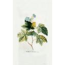 Fototapet - Ehret - Rubus