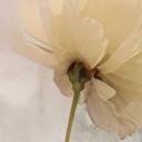 Blomsterpragt Fototapet i varme pastelfarver - Paksoylu