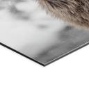 Billede af hjorte i snevejr - Strigel – print på aluminium (Alu-Dibond)