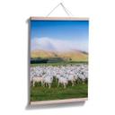 Póster Colombo - Rebaño de ovejas en Nueva Zelanda