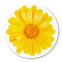 Plateau de table en verre - Gerbera jaune - Rond