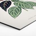 Hexagon Dibond Illustration af blade - Bignonia Argyro Violascea