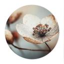 Plakat Boho tørret blomst makro - Treechild - Rund