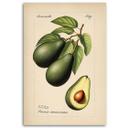 Canvasbillede, frugthøst avocado