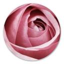 Wandcirkel Pink Rose