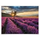 Póster de la flor de lavanda en Provenza