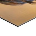 Billede af egern ved vandet - van Duijn – print på aluminium (Alu-Dibond)