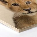 Hexagon Hout Sisi & Seb - Baby Lion