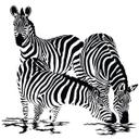 Zebraer 2