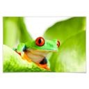 Poster - Grenouille