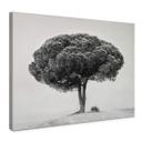 Lienzo Martin - Árbol en blanco y negro