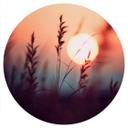 Vinilo decorativo de naturaleza Hierbas a la luz del sol - Treechild - Redondo