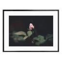 Poster Bouton de rose