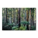 Acrylglas Eucalyptusbos in de Yarra Ranges - Colombo