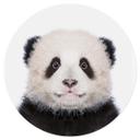 Vinilo decorativo Sisi & Seb - Panda bebé - Redondo
