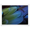 Póster Colores Tropicales