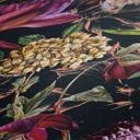 A.S. Création Dream Flowery papier peint intissé floral