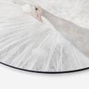 Tableau sur alu-Dibond Fegari - Paon blanc - Rond