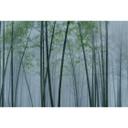 Fotomural Paredes de Patel 3 In The Bamboo 2 azul, verde, gris