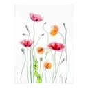 Póster Amapolas de colores - Disher