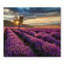 Dækplade til komfur Lavendelblomst i Provence