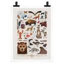 Póster Marrón - Fauna norteamericana