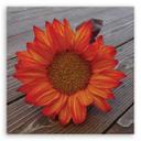 Canvasbillede, orange solsikke