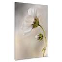 Cuadro lienzo Disher - Cosmos
