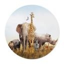 Poster rond Animaux africains