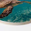 Cuadro de madera Una tortuga viajando - Redondo