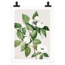 Póster ilustración botánica de una camelia falsa - Walcott