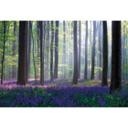 Papier peint photo Popan - Campanules - 384x260 cm