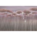Natuur Fotobehang lotusbloemen met zwaan in het water in donkerroze - Ms Tiff