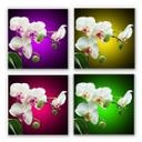 Tableau Forex - Beauté florale d'une orchidée - Format carré