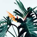 Nature PalmDetail tapet i blågrøn - non-woven tapet Designwalls 2 - 2,55 x 3,5 m
