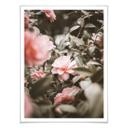 Póster Annie - Flor de rosa