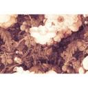 Architects Paper Papier peint photo Atelier 47 Art Blossom